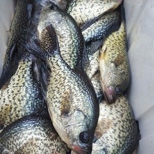 Meet your Posher, Clarence